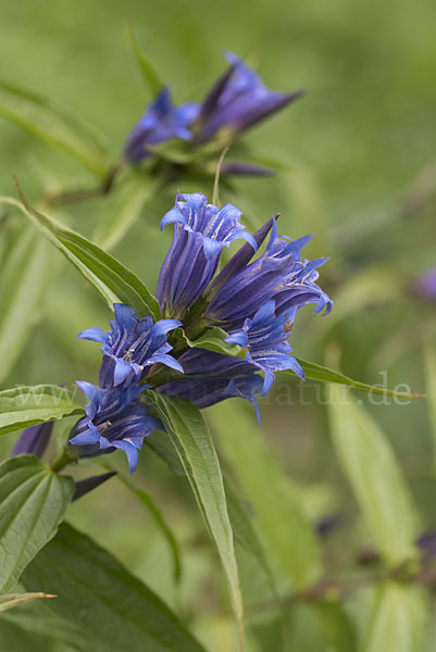 Schwalbenwurz-Enzian (Gentiana asclepiadea)