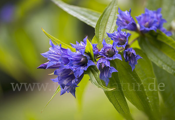 Schwalbenwurz-Enzian (Gentiana asclepiadea)