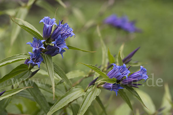 Schwalbenwurz-Enzian (Gentiana asclepiadea)