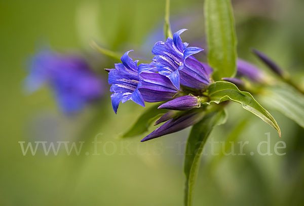 Schwalbenwurz-Enzian (Gentiana asclepiadea)