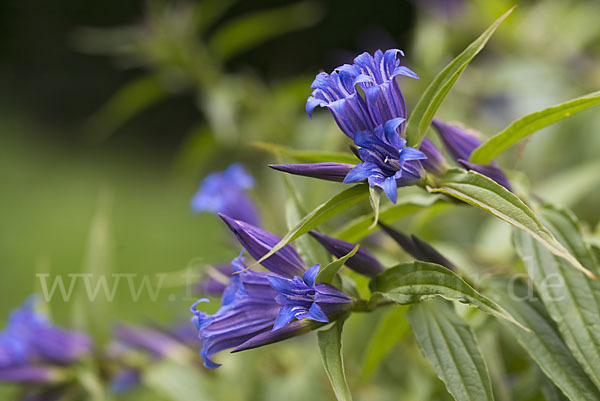 Schwalbenwurz-Enzian (Gentiana asclepiadea)