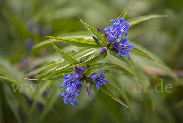 Schwalbenwurz-Enzian (Gentiana asclepiadea)