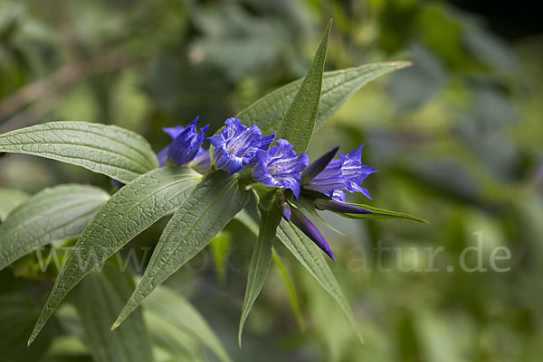 Schwalbenwurz-Enzian (Gentiana asclepiadea)