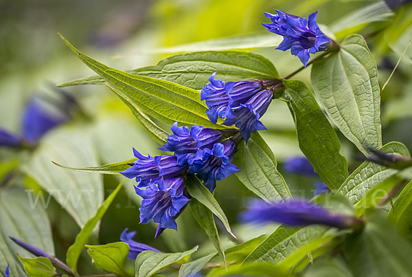 Schwalbenwurz-Enzian (Gentiana asclepiadea)