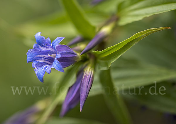 Schwalbenwurz-Enzian (Gentiana asclepiadea)