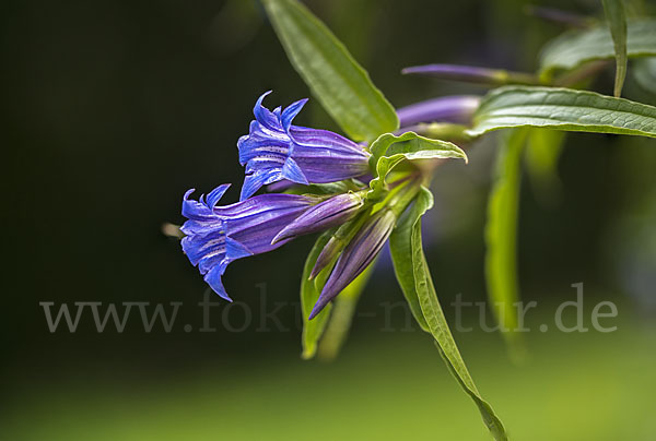 Schwalbenwurz-Enzian (Gentiana asclepiadea)