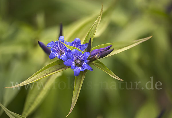 Schwalbenwurz-Enzian (Gentiana asclepiadea)