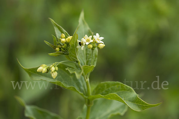 Schwalbenwurz (Vincetoxicum hirundinaria)