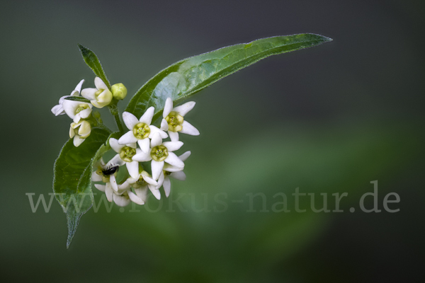 Schwalbenwurz (Vincetoxicum hirundinaria)