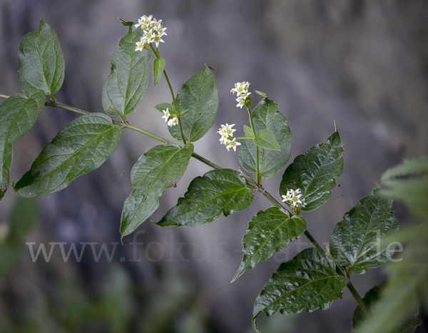 Schwalbenwurz (Vincetoxicum hirundinaria)