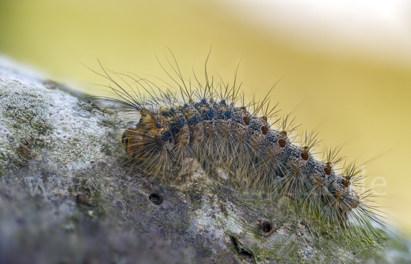 Schwammspinner (Lymantria dispar)