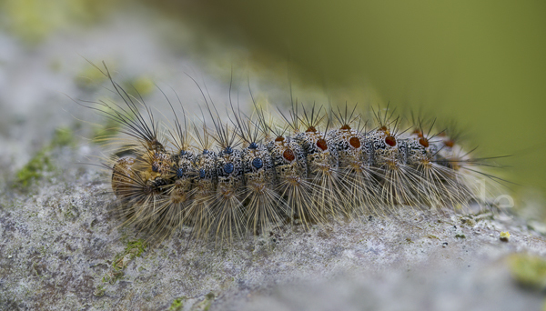 Schwammspinner (Lymantria dispar)