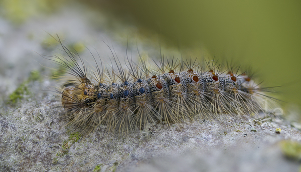 Schwammspinner (Lymantria dispar)