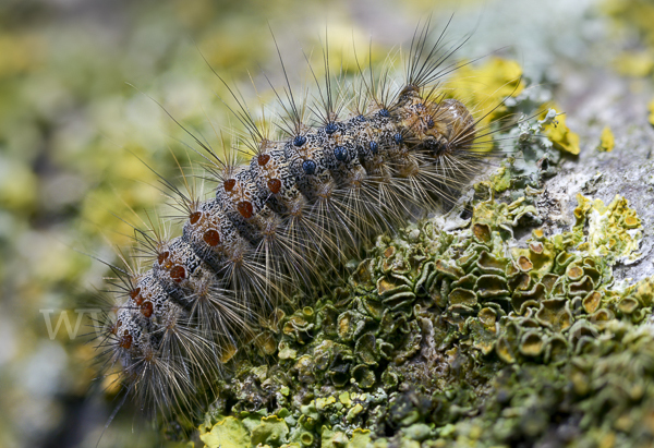 Schwammspinner (Lymantria dispar)