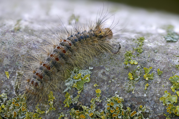 Schwammspinner (Lymantria dispar)