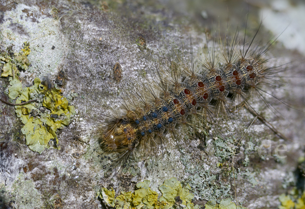 Schwammspinner (Lymantria dispar)