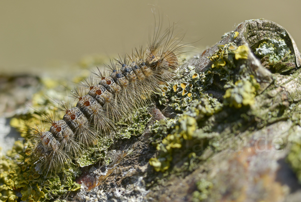 Schwammspinner (Lymantria dispar)