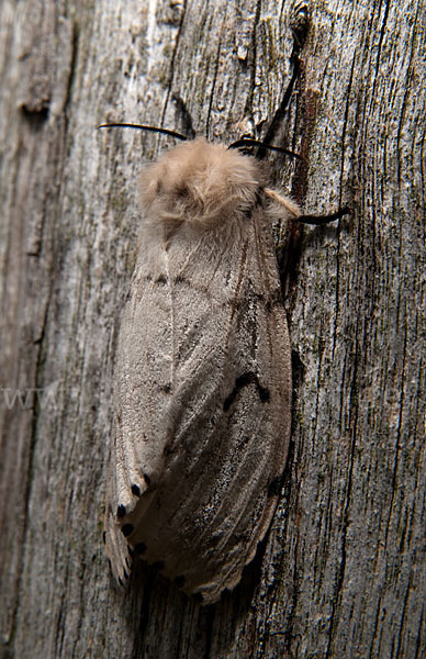 Schwammspinner (Lymantria dispar)