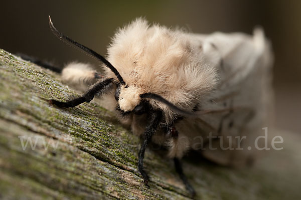 Schwammspinner (Lymantria dispar)