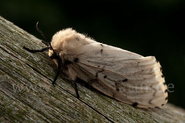 Schwammspinner (Lymantria dispar)