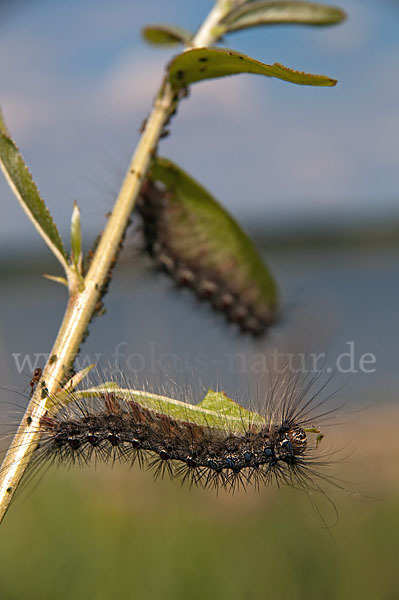 Schwammspinner (Lymantria dispar)