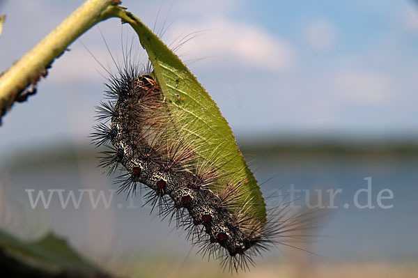 Schwammspinner (Lymantria dispar)