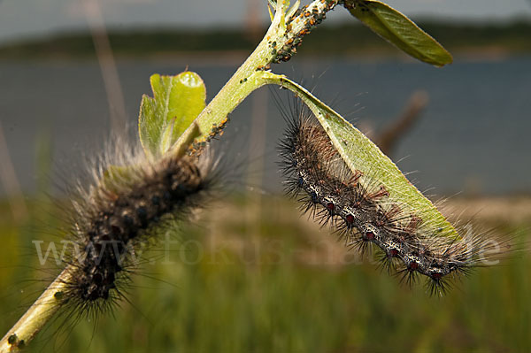 Schwammspinner (Lymantria dispar)