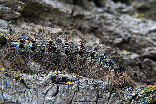 Schwammspinner (Lymantria dispar)