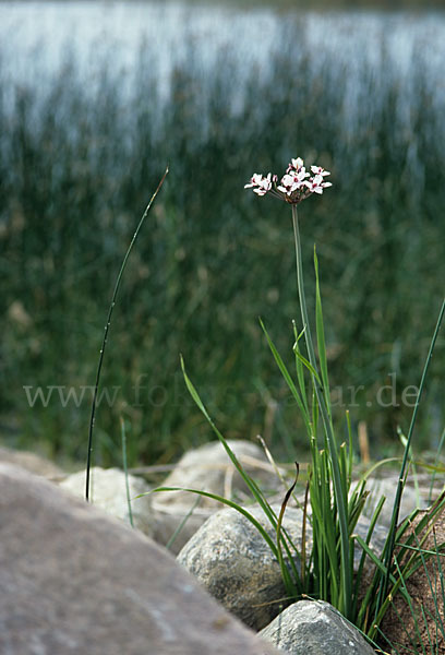 Schwanenblume (Butomus umbellatus)