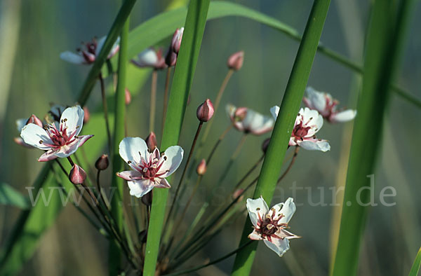 Schwanenblume (Butomus umbellatus)