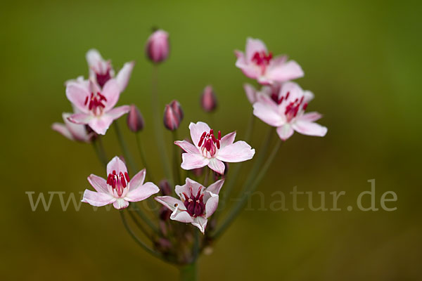 Schwanenblume (Butomus umbellatus)