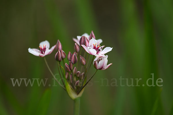 Schwanenblume (Butomus umbellatus)