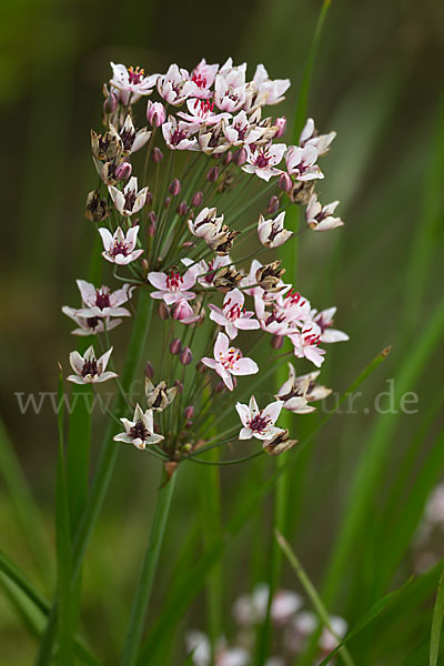 Schwanenblume (Butomus umbellatus)