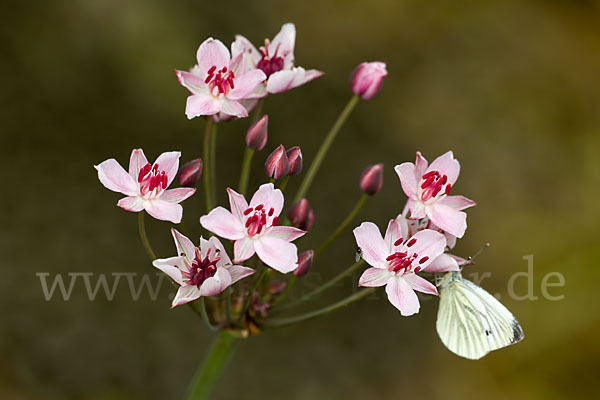 Schwanenblume (Butomus umbellatus)