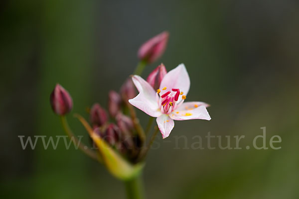 Schwanenblume (Butomus umbellatus)