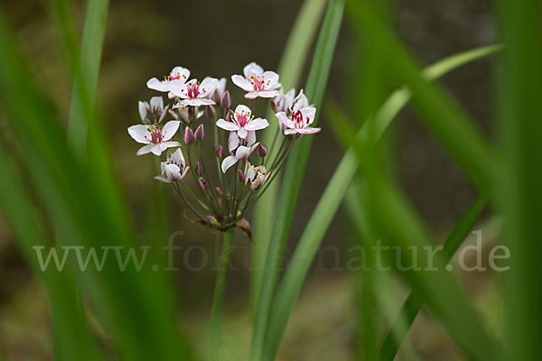 Schwanenblume (Butomus umbellatus)