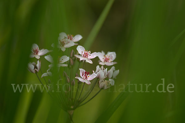 Schwanenblume (Butomus umbellatus)