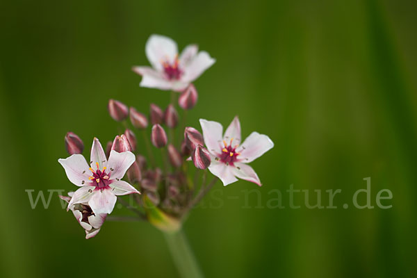 Schwanenblume (Butomus umbellatus)