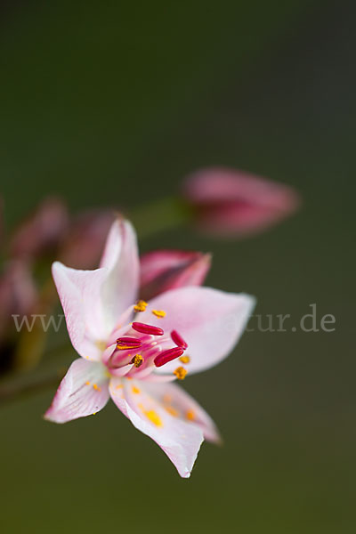 Schwanenblume (Butomus umbellatus)