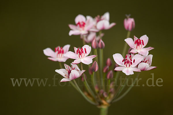 Schwanenblume (Butomus umbellatus)