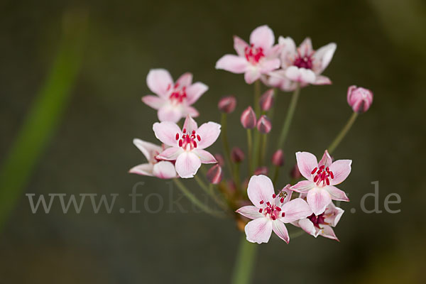 Schwanenblume (Butomus umbellatus)