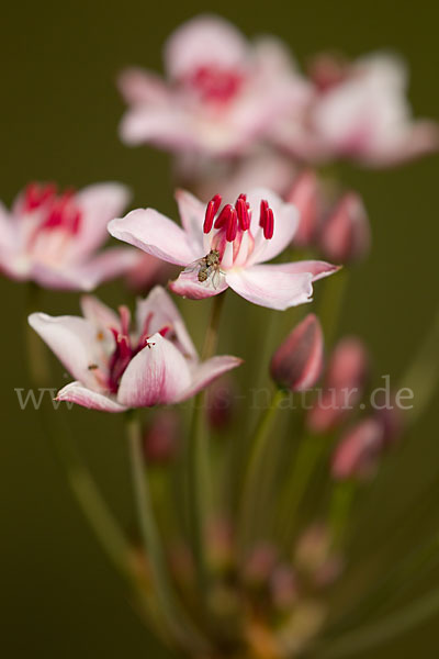 Schwanenblume (Butomus umbellatus)