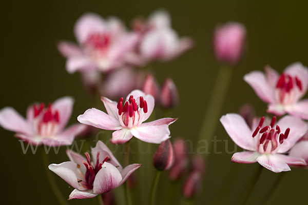 Schwanenblume (Butomus umbellatus)