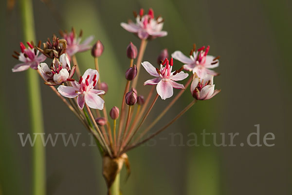 Schwanenblume (Butomus umbellatus)