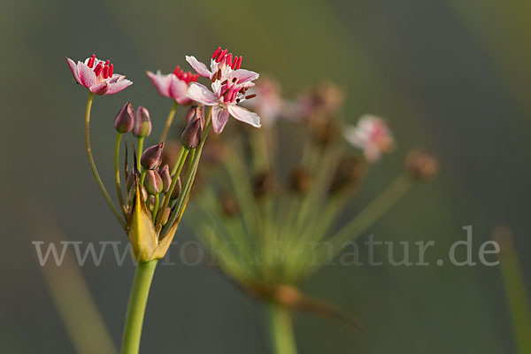 Schwanenblume (Butomus umbellatus)