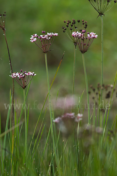 Schwanenblume (Butomus umbellatus)