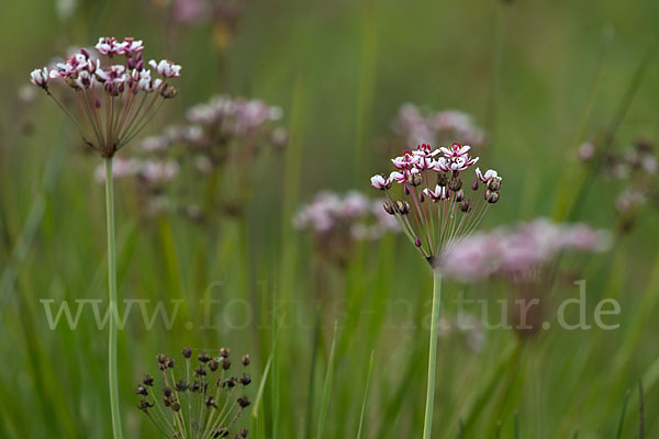 Schwanenblume (Butomus umbellatus)