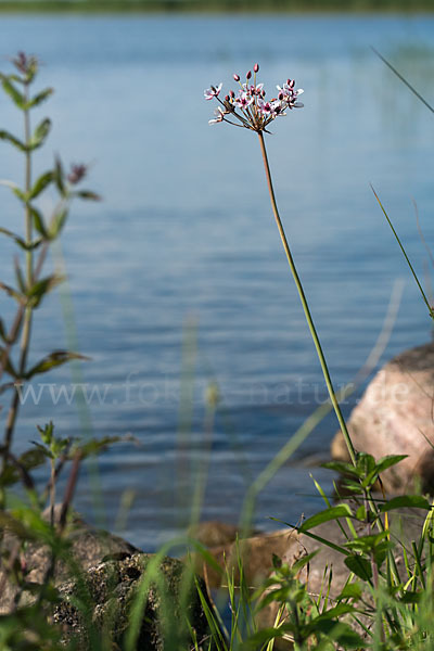 Schwanenblume (Butomus umbellatus)