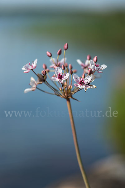 Schwanenblume (Butomus umbellatus)