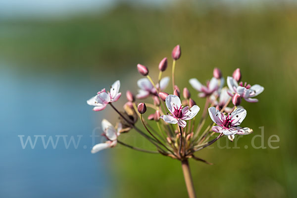 Schwanenblume (Butomus umbellatus)